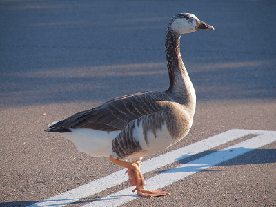 [This profile view of a goose walking through a parking lot shows the shape of a Canada goose, but the coloring is different in places. It has orange legs and feet, a mottled orange and black beak, and more white than normal on its back end, breast, face and neck.]